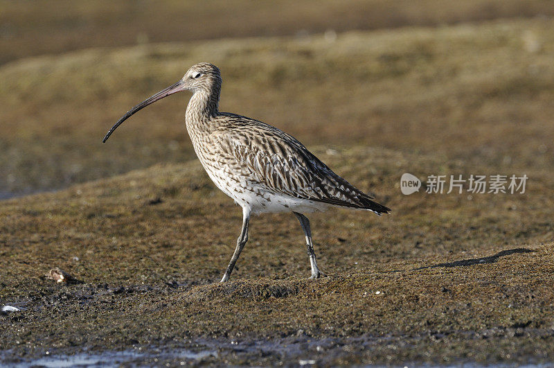 欧亚鹬（Numenius arquata）